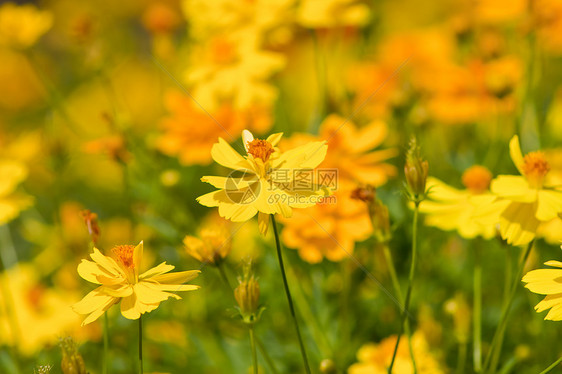 鲜花花植物群橙子花坛场地叶子植物团体美丽花瓣季节图片