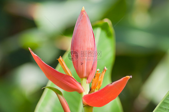 香蕉花热带粉色植物季节环境异国树叶花瓣丛林黄色图片