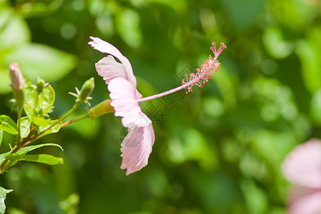 hibisus 花朵叶子喇叭形喇叭花瓣植被玫瑰木槿灰烬热带植物图片