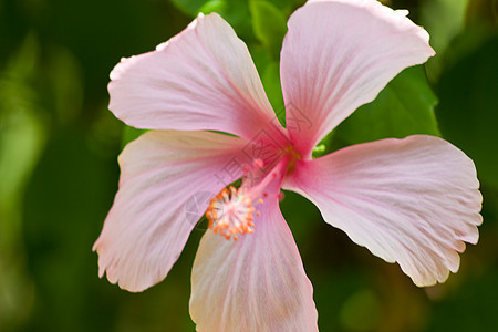 hibisus 花朵情调热带木槿芙蓉宏观荒野星星喇叭花瓣植物群图片