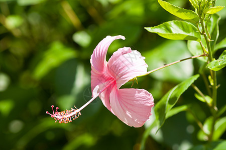 hibisus 花朵热带荒野花瓣异国木槿叶子花园草本植物喇叭形玫瑰图片