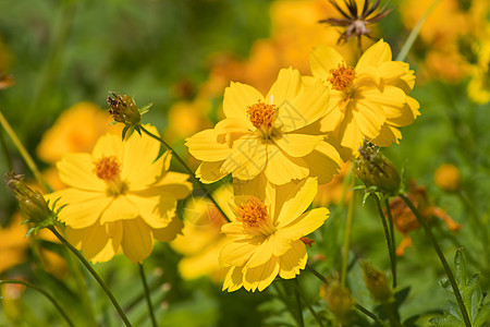 鲜花花园艺植物学场地美丽树叶花坛花园团体季节橙子图片