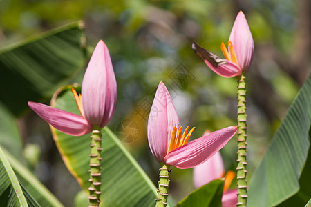 香蕉花公园花瓣树叶情调植物环境季节黄色异国粉色图片