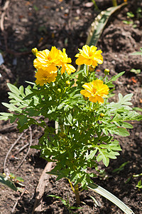 鲜花花花坛叶子场地季节植物群树叶花园植物学橙子花瓣图片素材