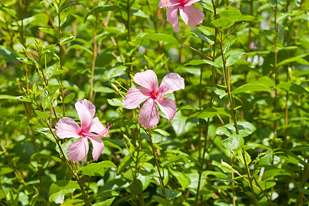 hibisus 花朵花园植被宏观灰烬叶子植物玫瑰花瓣国家喇叭形图片