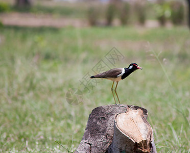 在阳光明媚的夏日 一只美丽的鸟孤独尾巴棕榈八哥爪子翅膀眼睛荒野背景鳖科图片