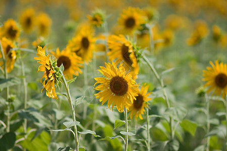 向日葵和风 太阳光阳光植物学圆形晴天圆圈黄色植物花瓣园艺花园图片