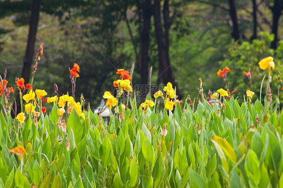 自然界的花朵黄色花园植物植物群植物学图片