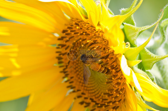 向日葵和风 太阳光圆圈植物学阳光花粉晴天美丽圆形雄蕊黄色植物群图片