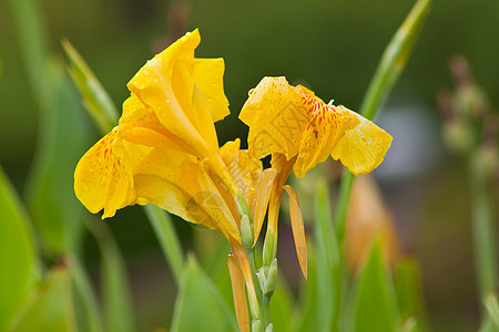 自然界的花朵植物花园植物群黄色植物学图片