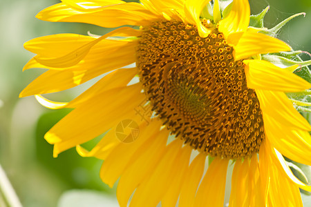 向日葵和风 太阳光花园阳光黄色雄蕊圆形园艺花瓣花粉植物群植物图片