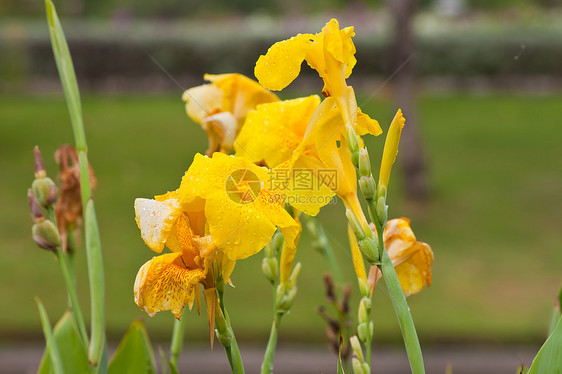 自然界的花朵植物黄色花园植物学植物群图片