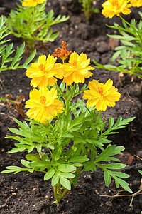 鲜花花花园植物学植物季节阳光万寿菊橙子场地园艺树叶图片