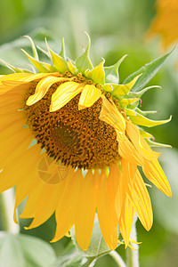 向日葵和风 太阳光圆圈园艺植物雄蕊植物群美丽花园植物学阳光花瓣图片