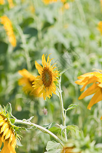 向日葵和风 太阳光园艺花园黄色植物花瓣美丽晴天种子花粉圆形图片