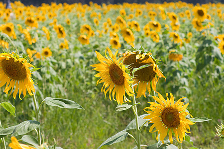 向日葵和风 太阳光植物群圆圈美丽晴天圆形雄蕊阳光园艺花园黄色图片