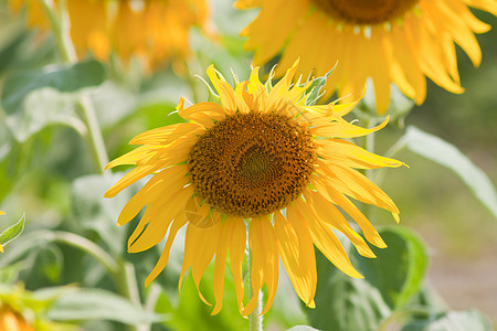 向日葵和风 太阳光花园雄蕊美丽黄色圆形植物群花瓣圆圈植物晴天图片
