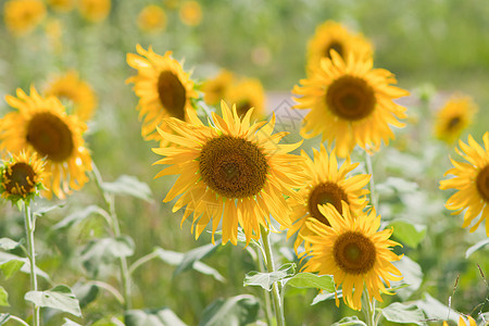 向日葵和风 太阳光圆圈植物学雄蕊种子花瓣阳光晴天黄色园艺植物图片