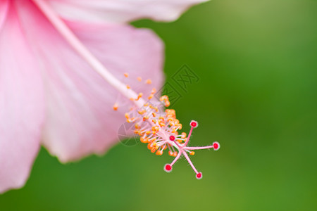 hibisus 花朵玫瑰玫瑰花叶子灰烬国家星星花瓣情调芙蓉植被图片