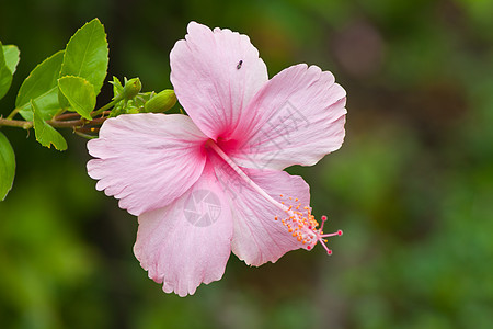 hibisus 花朵喇叭形星星植物热带宏观花瓣情调草本植物植物群异国图片