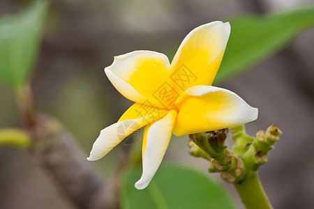 热带花朵的支部管道温泉绿色植物美丽植物学茉莉花邀请函鸡蛋花叶子卡片香味图片
