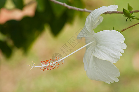 粉红玫瑰花瓣hibisus 花朵国家宏观植物叶子灰烬植物群玫瑰花星星植被热带背景