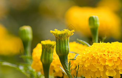 鲜花花阳光植物学万寿菊花坛场地园艺植物群季节美丽花园图片