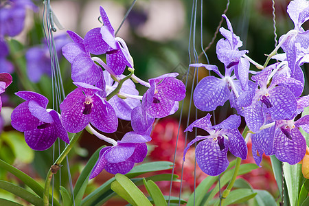 美丽的兰花热带植物风格装饰植物学紫色花园农村花束环境图片