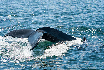 鲸鳍野生动物濒危鲸鱼弓步哺乳动物海洋海浪荒野须鲸捕鲸图片