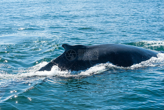 鲸鳍海浪荒野野生动物身体动物弓步驼峰哺乳动物捕鲸脚蹼图片