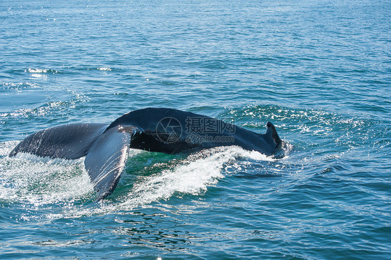 鲸鳍弓步动物驼峰脚蹼蓝色野生动物荒野海洋海浪身体图片