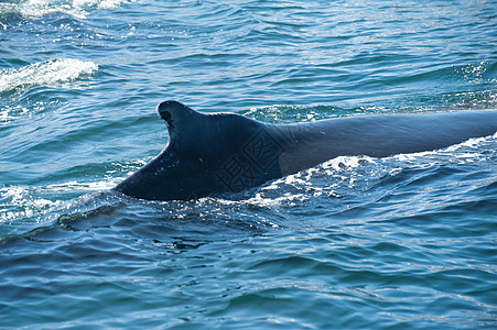 鲸鳍鲸鱼濒危海浪脚蹼动物蓝色须鲸身体弓步海洋图片