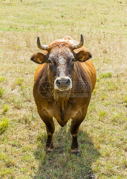 棕牛在草地上放牧牧场地区棕色季节性天堂爬坡村庄牛奶奶牛风景图片