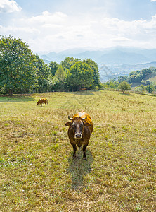棕牛在草地上放牧天堂风景地区村庄棕色乡村牛奶爬坡牧场绿色图片