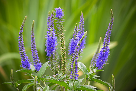 血清照片季节植物花朵绿色花园树叶图片