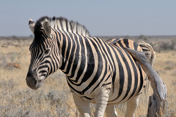 Zebra Etosha 纳米比亚动物群哺乳动物野生动物白色动物黑色荒野图片