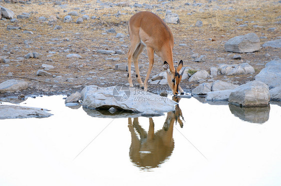 Etosha国家公园的Impala野生动物动物群黑斑动物沙漠内存羚羊荒野哺乳动物男性图片