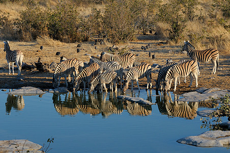 Zebras 饮用水动物群动物哺乳动物水坑反射黑色荒野白色野生动物辣木图片