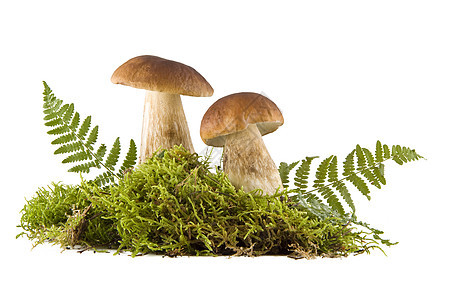 两个新鲜蘑菇季节荒野美味苔藓棕色食物叶子蕨类森林绿色图片