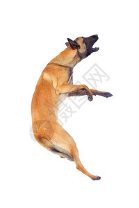 比利时牧狗工作室警察警卫宠物白色小狗舌头棕色哺乳动物犬类图片
