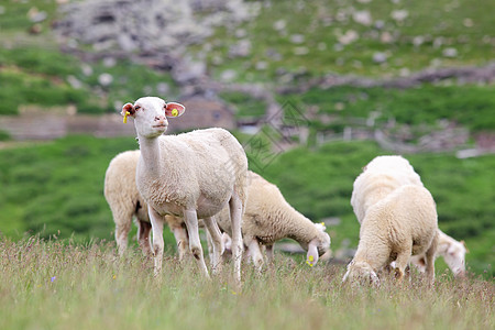 羊群农村农业牧场环境场地动物草地羊毛少年村庄图片