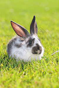 兔子兔农场草地兔形毛皮院子场地投标耳朵新生宠物图片