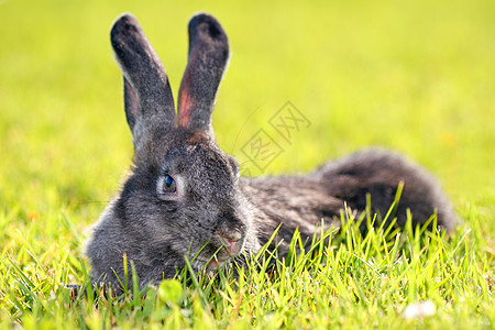 在草地里的兔子野生动物耳朵毛皮荒野家畜院子居住动物生物兔形图片