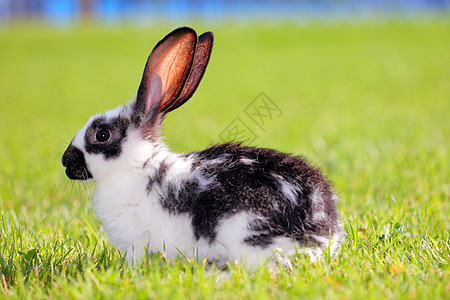 兔子兔兔形院子草地宠物家畜投标后院头发耳朵生物图片