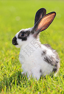 兔子兔投标头发毛皮哺乳动物居住耳朵后院荒野动物家畜图片