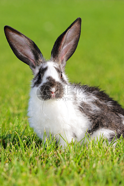 兔子兔哺乳动物荒野耳朵兔形家畜头发草地农场居住野生动物图片