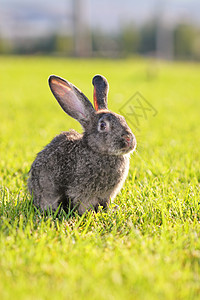 兔子兔后院宠物投标院子生物耳朵野生动物头发说谎哺乳动物图片