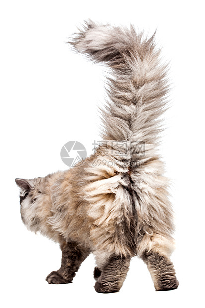 Chincilla 辣椒类猫胡须屁股冒充小猫生物灰色毛皮奢华动物脊椎动物图片