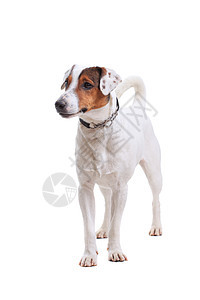 狗肖像小狗白色朋友哺乳动物犬类猎犬棕色宠物工作室图片