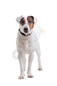 狗肖像犬类朋友棕色工作室白色宠物小狗猎犬哺乳动物图片